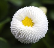 bloemen en planten vvbvanbree     1112